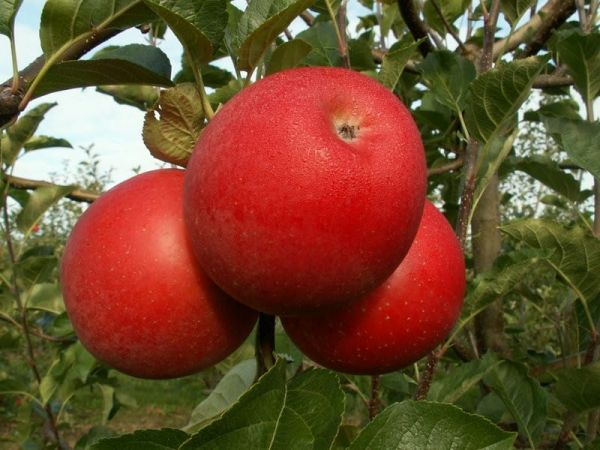 Jabłoń RAJKA - Internetowy Ogród